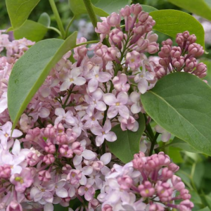 Syringa vulgaris 'Lucie Baltet' Syringa vulgaris 'Lucie Baltet' (Сирень 'Люси Балтет')