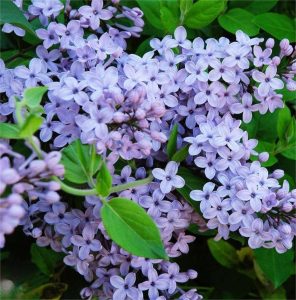 Syringa vulgaris 'President Lincoln' (Сирень 'Президент Линкольн')