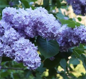 Syringa vulgaris 'Wedgewood Blue' Сирень обыкновенная Wedgewood Blue