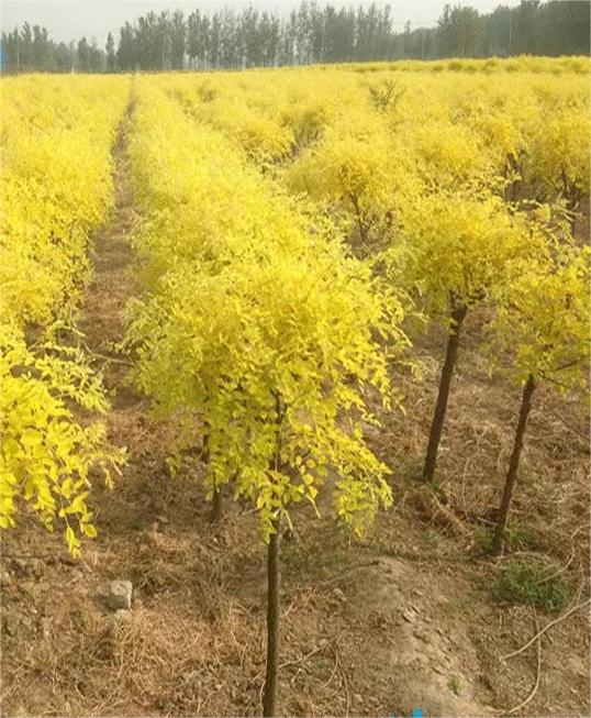 Sophora japonica 'Winter Gold' Sophora japonica 'Winter Gold'