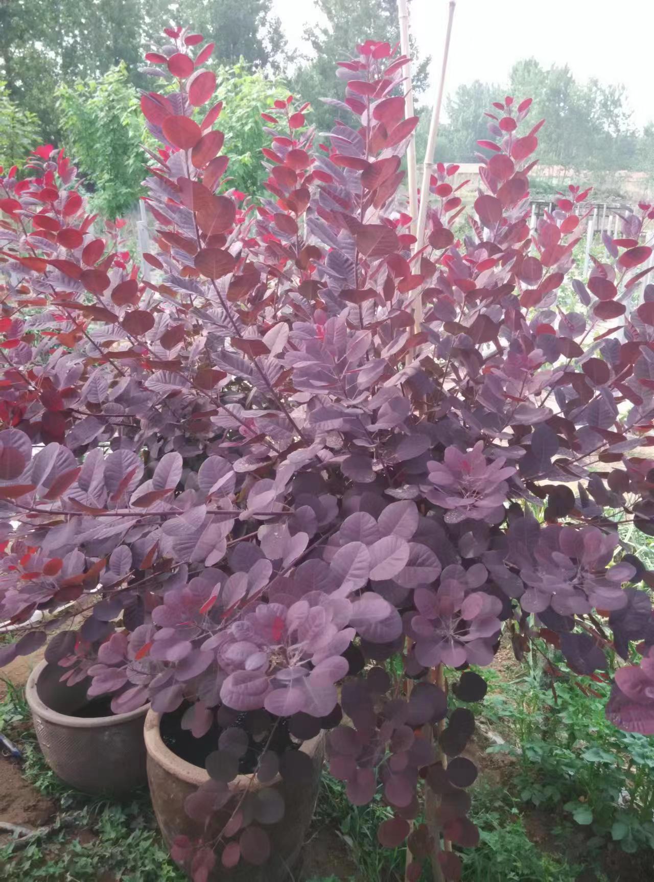 Cotinus coggygria ‘Royal Purple’ Smokebush