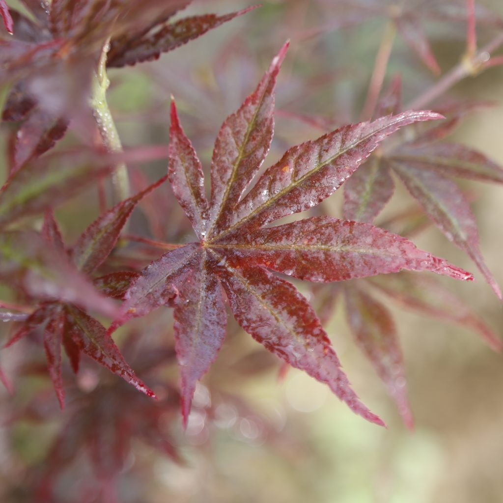 Acer palmatum 'Ariake nomura'(Japanese Maple)