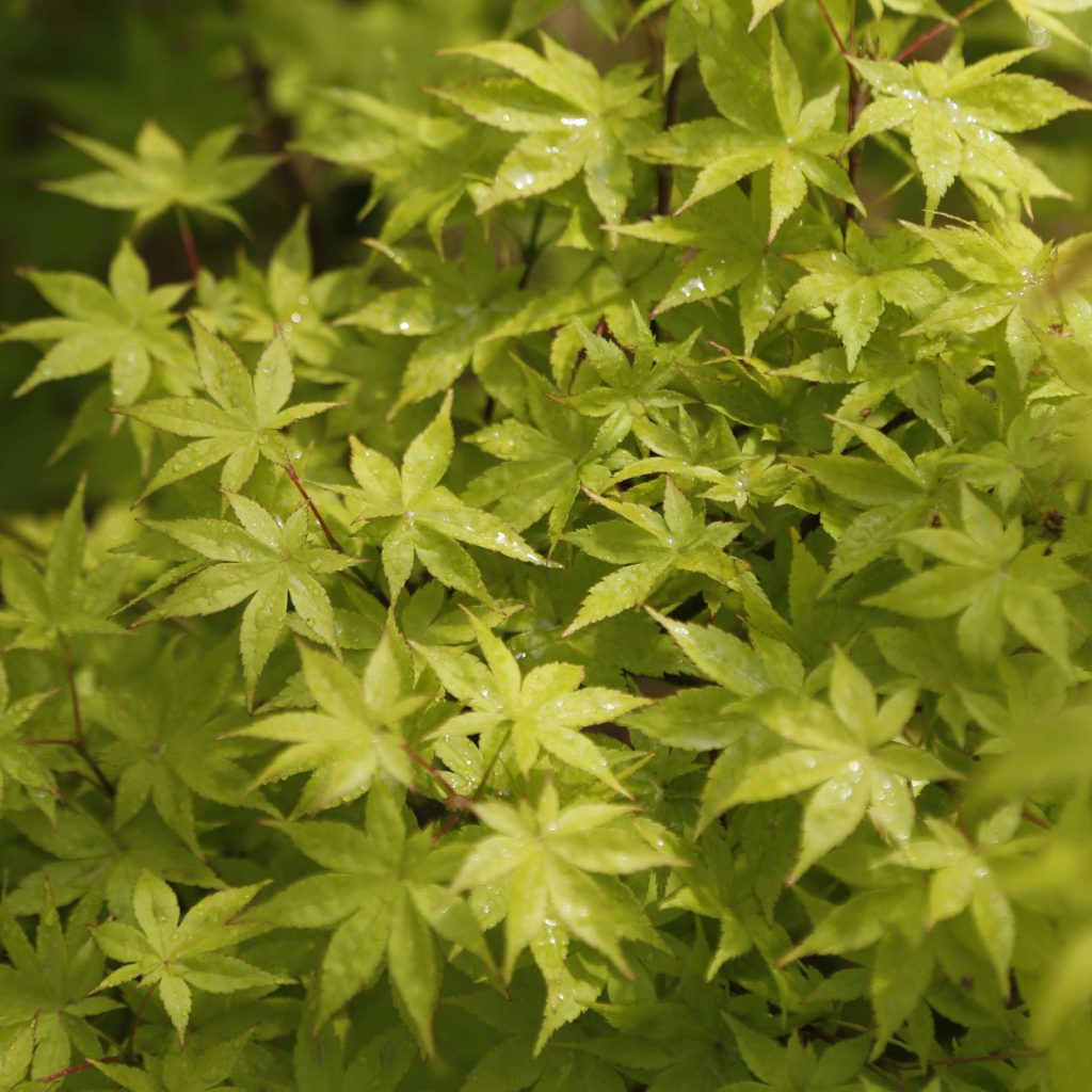 Acer palmatum 'Summer Gold' (Клен японский)