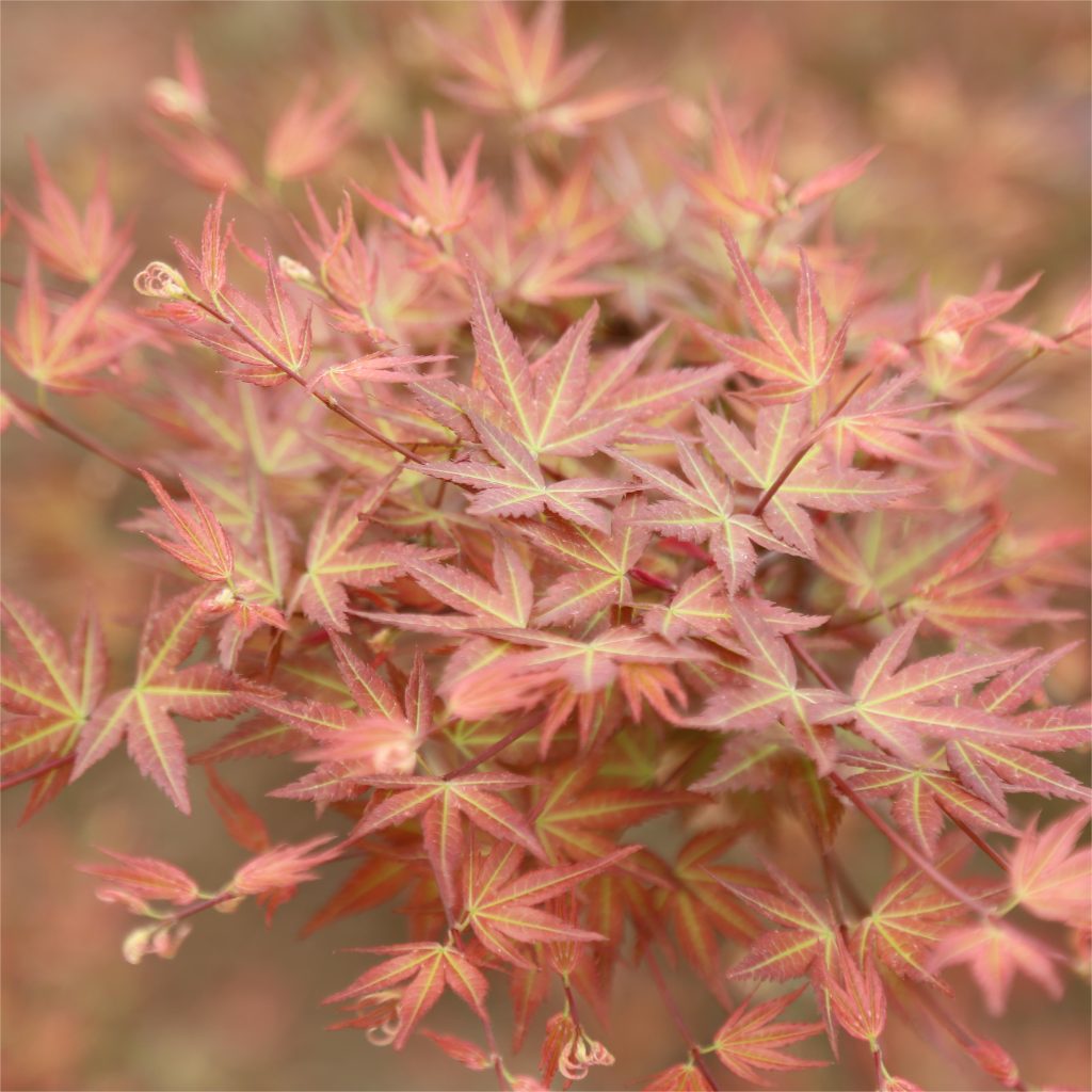 Acer palmatum 'Wilson's Pink Dwarf' (клен японский)