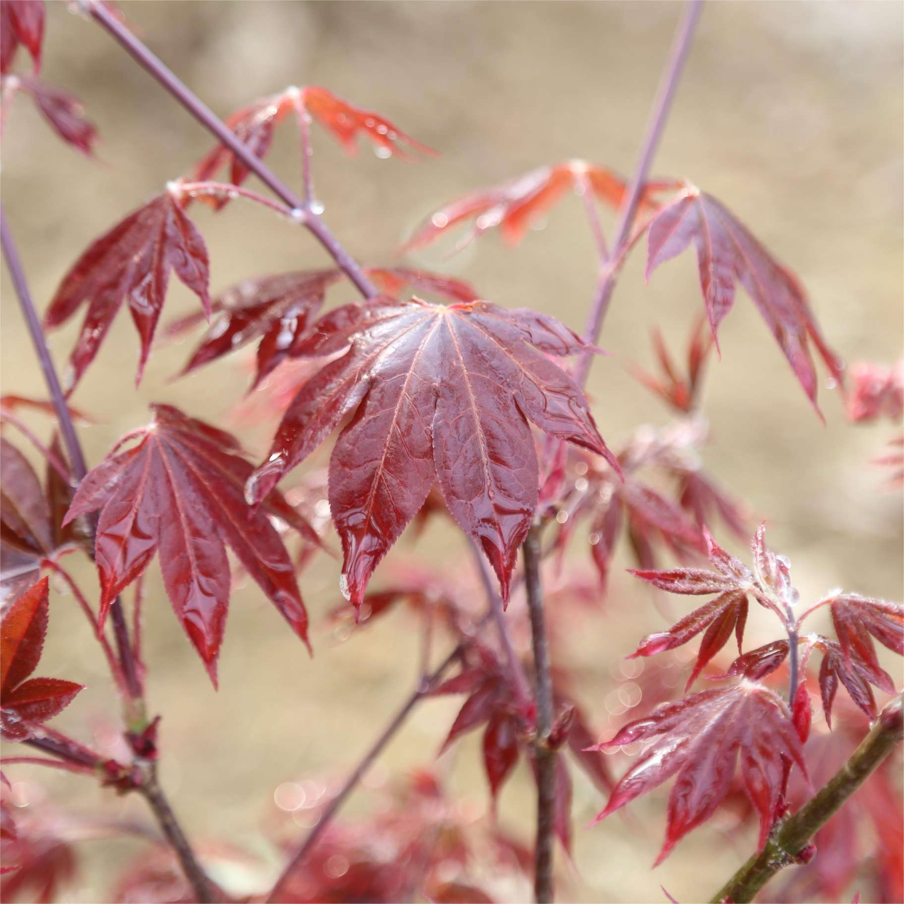 Acer palmatum 'O Kagami'(Japanese Maple) CHINESE EXPORTER