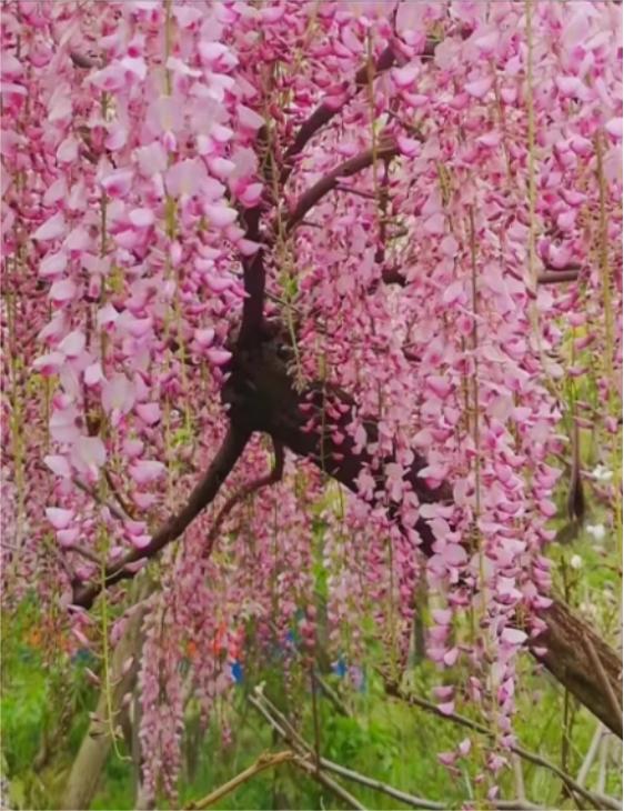 Chinese Wisteria Plants Flowers For Sale JF Tree