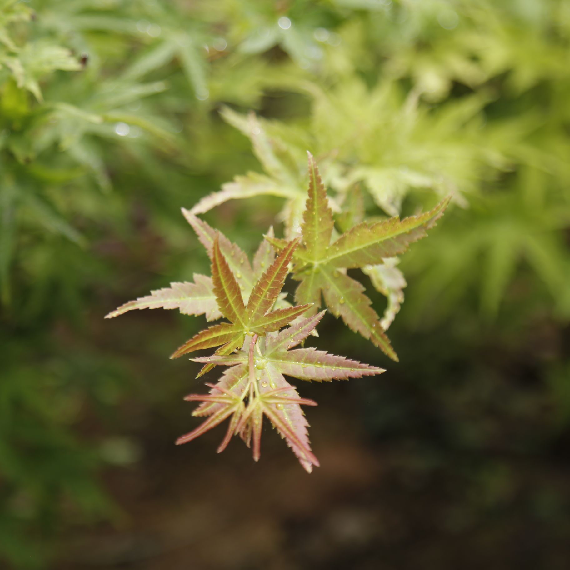 Acer palmatum japanese maple tree for sale jf tree