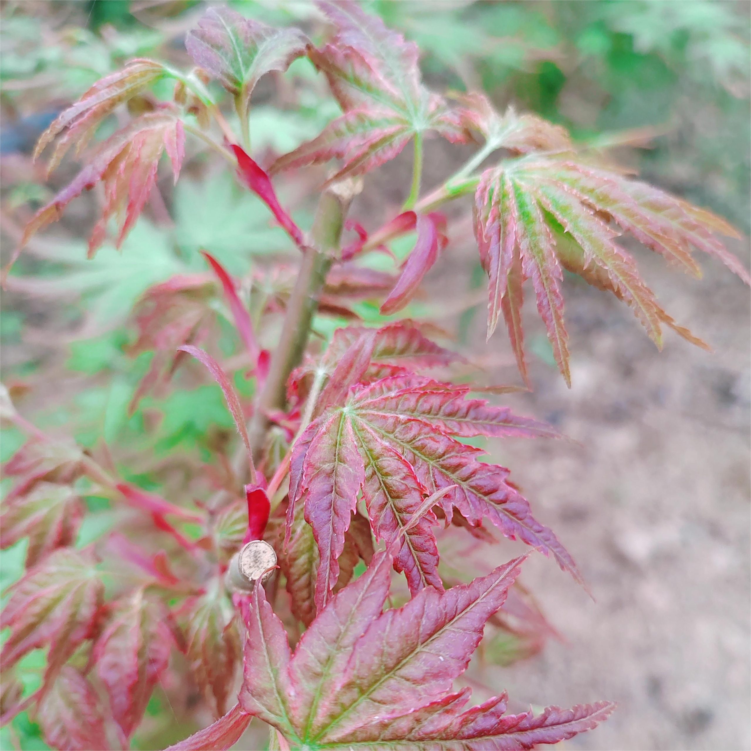 Acer palmatum japanese maple tree for sale jf tree