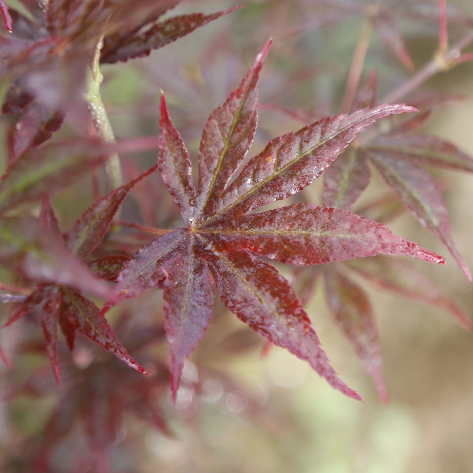 Acer palmatum 'Ariake nomura'(Japanese Maple) - CHINESE EXPORTER