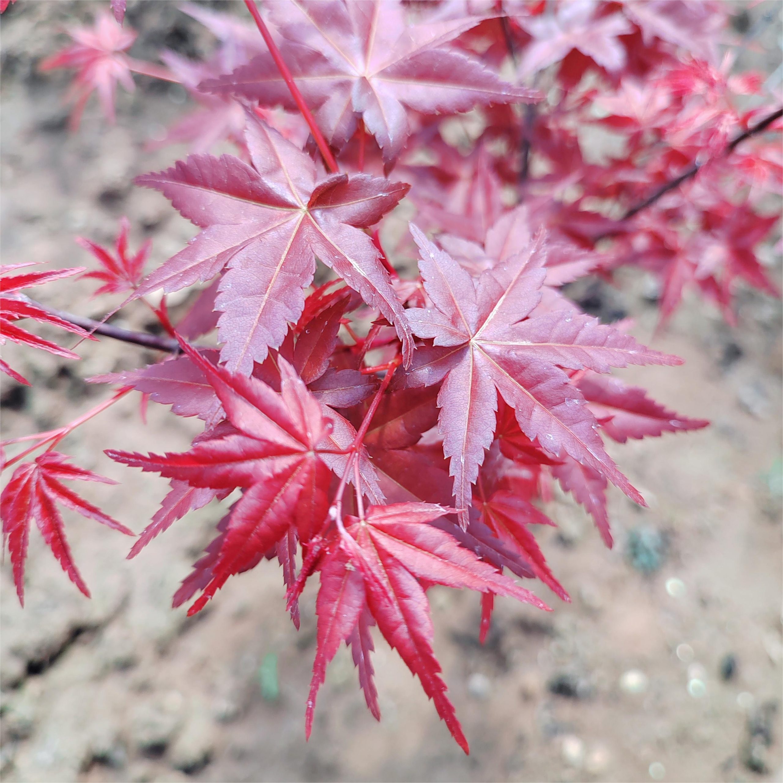 Acer palmatum japanese maple tree for sale jf tree