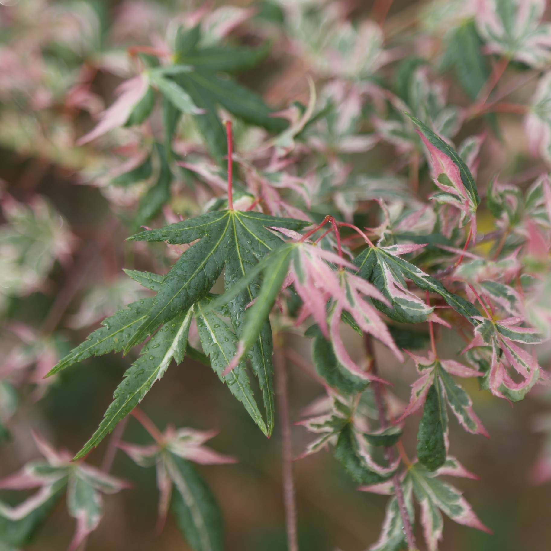 Acer palmatum 'Hana fubuki' CHINESE EXPORTER
