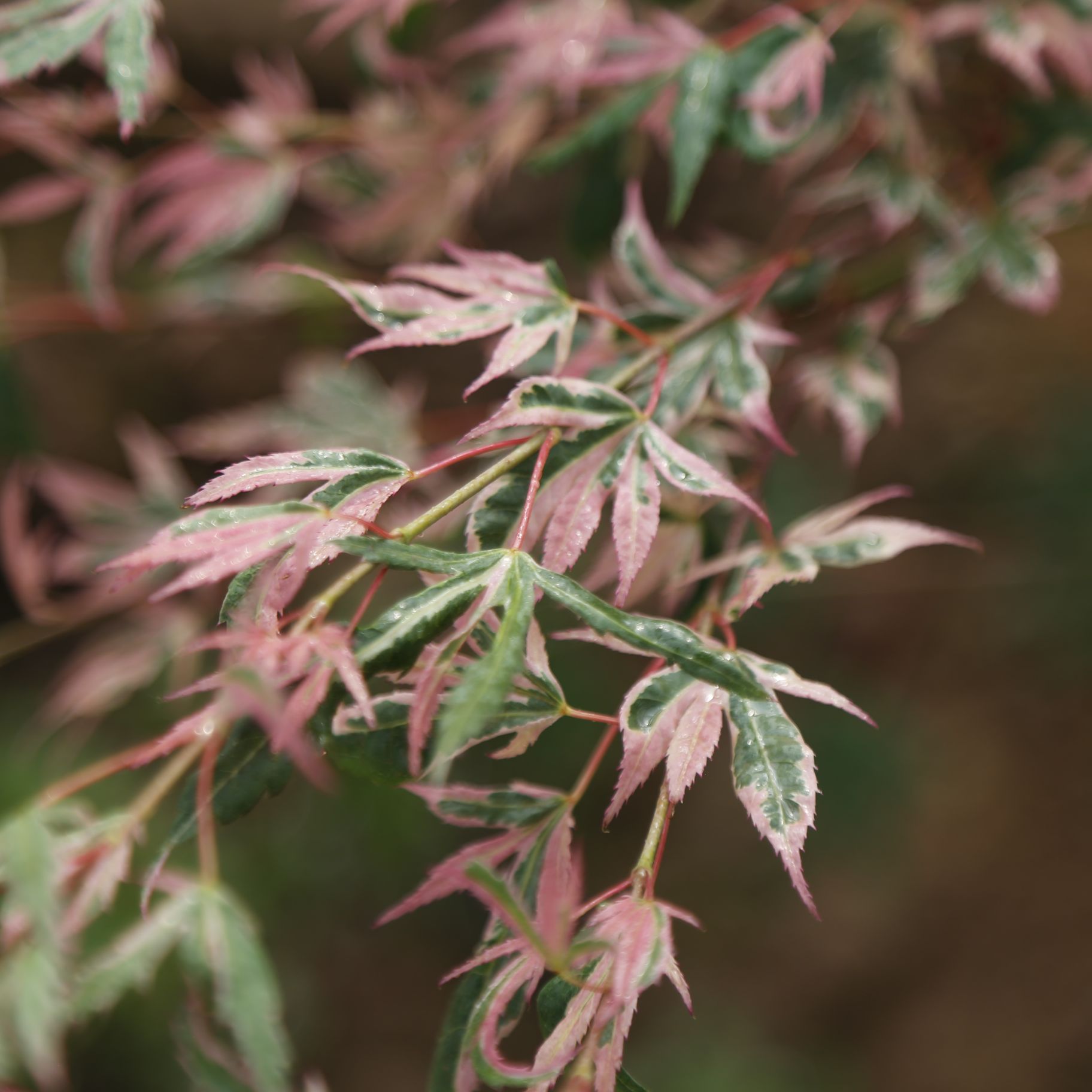 Acer palmatum 'Hana fubuki' CHINESE EXPORTER
