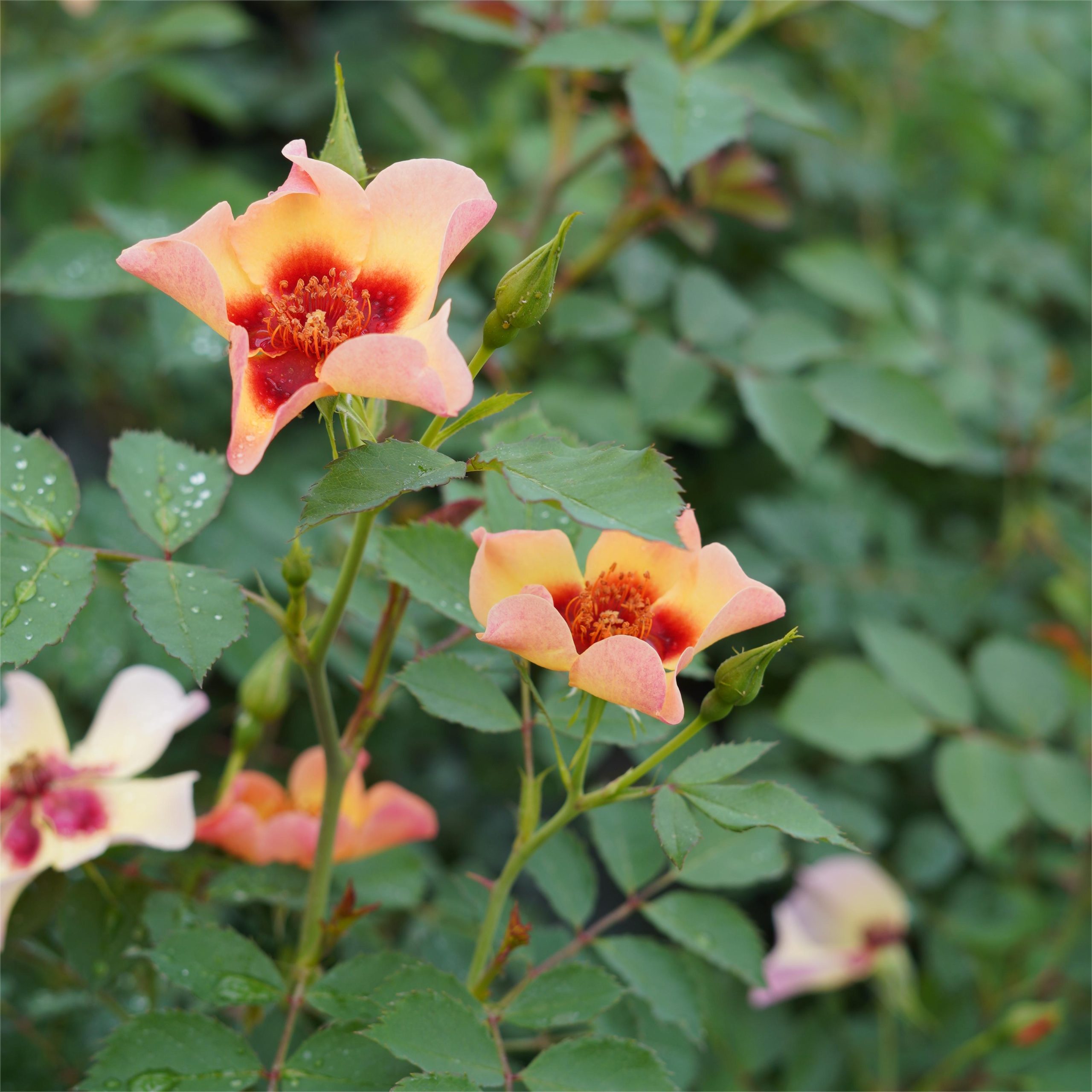 Rose Fancy Babylon Eyes - CHINESE EXPORTER