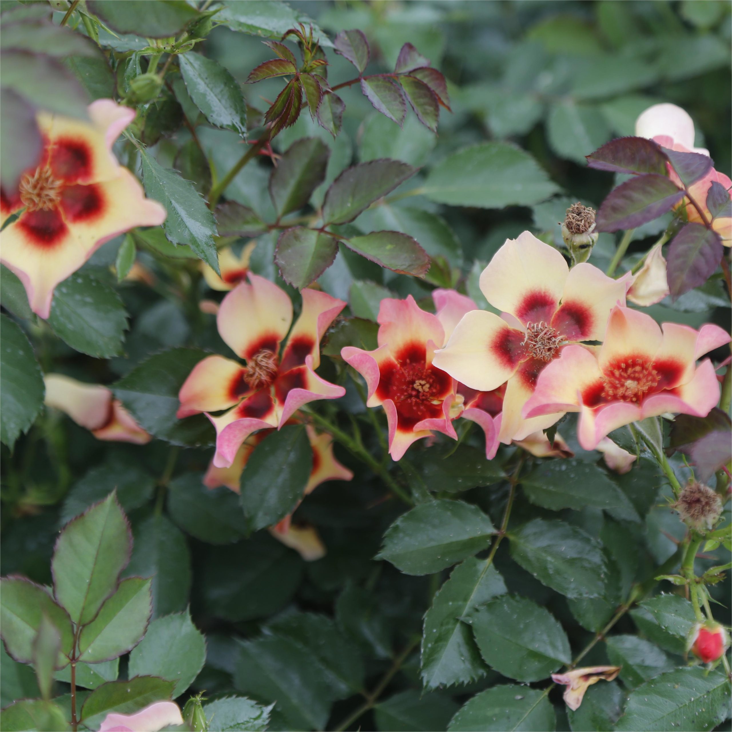 Rose Fancy Babylon Eyes - CHINESE EXPORTER
