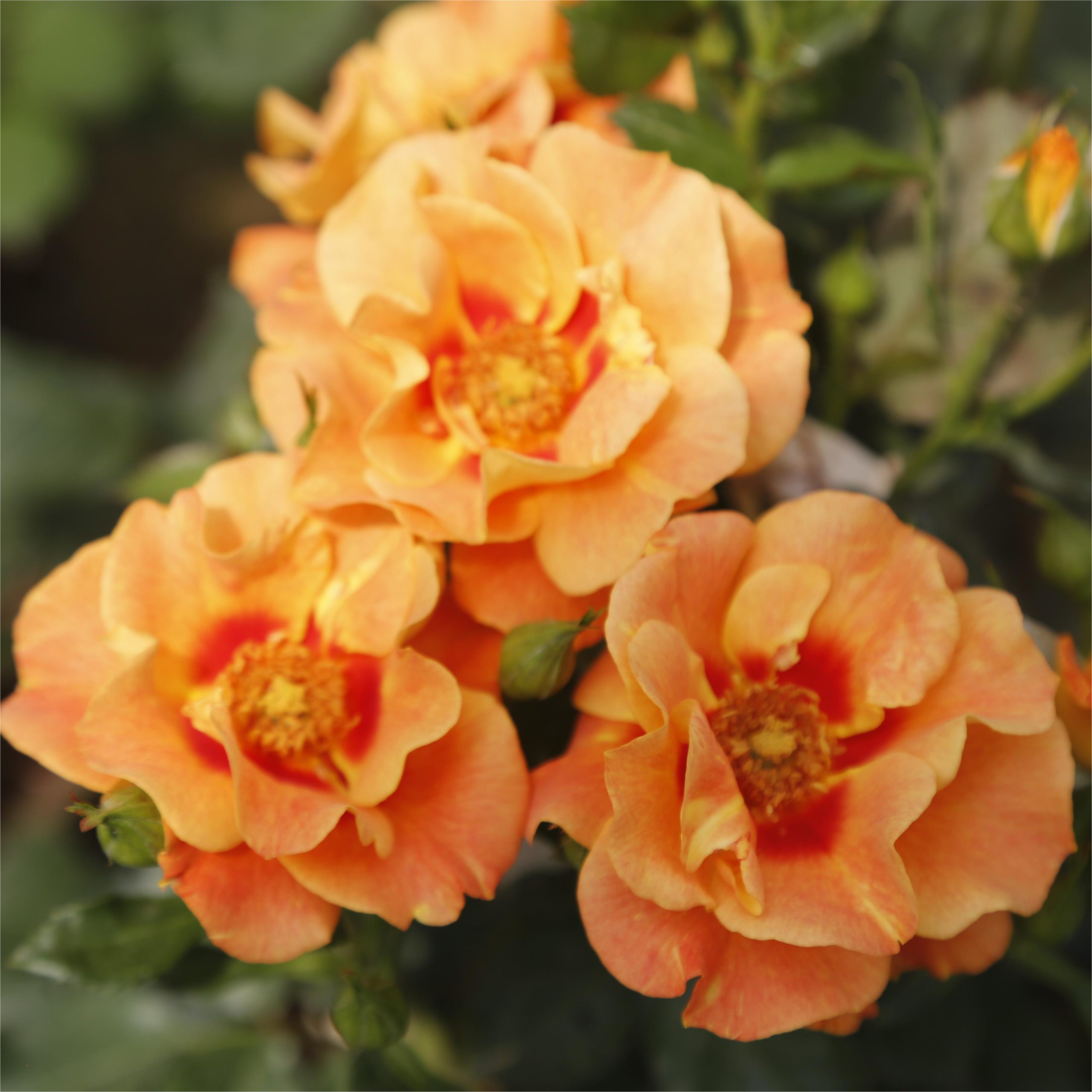 Rose XiaWu（Eyes）(Chinese rose) CHINESE EXPORTER