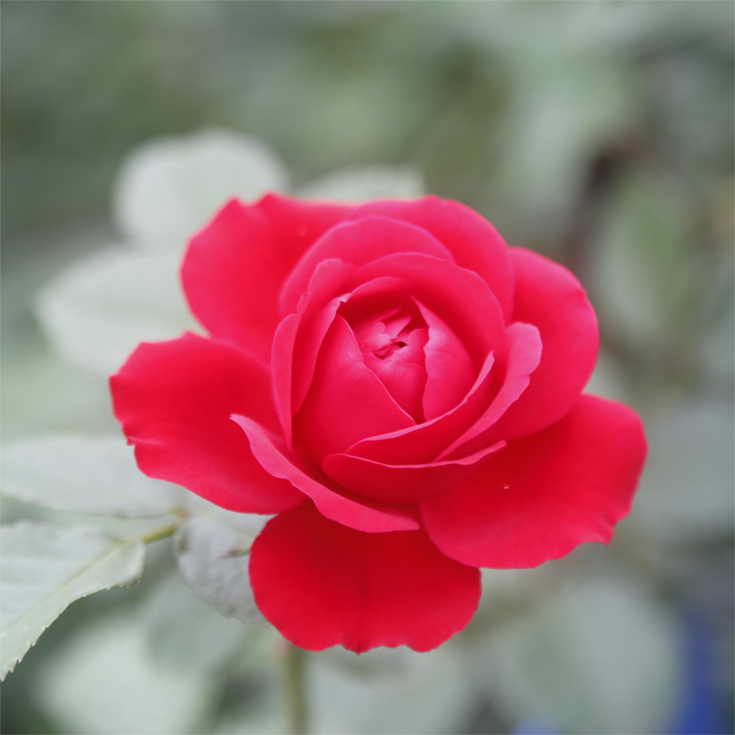 Wholesale Roses In Bulk Roses For Sale Online JF Tree wholesale-roses-in-bulk-roses-for-sale-online-jf-tree