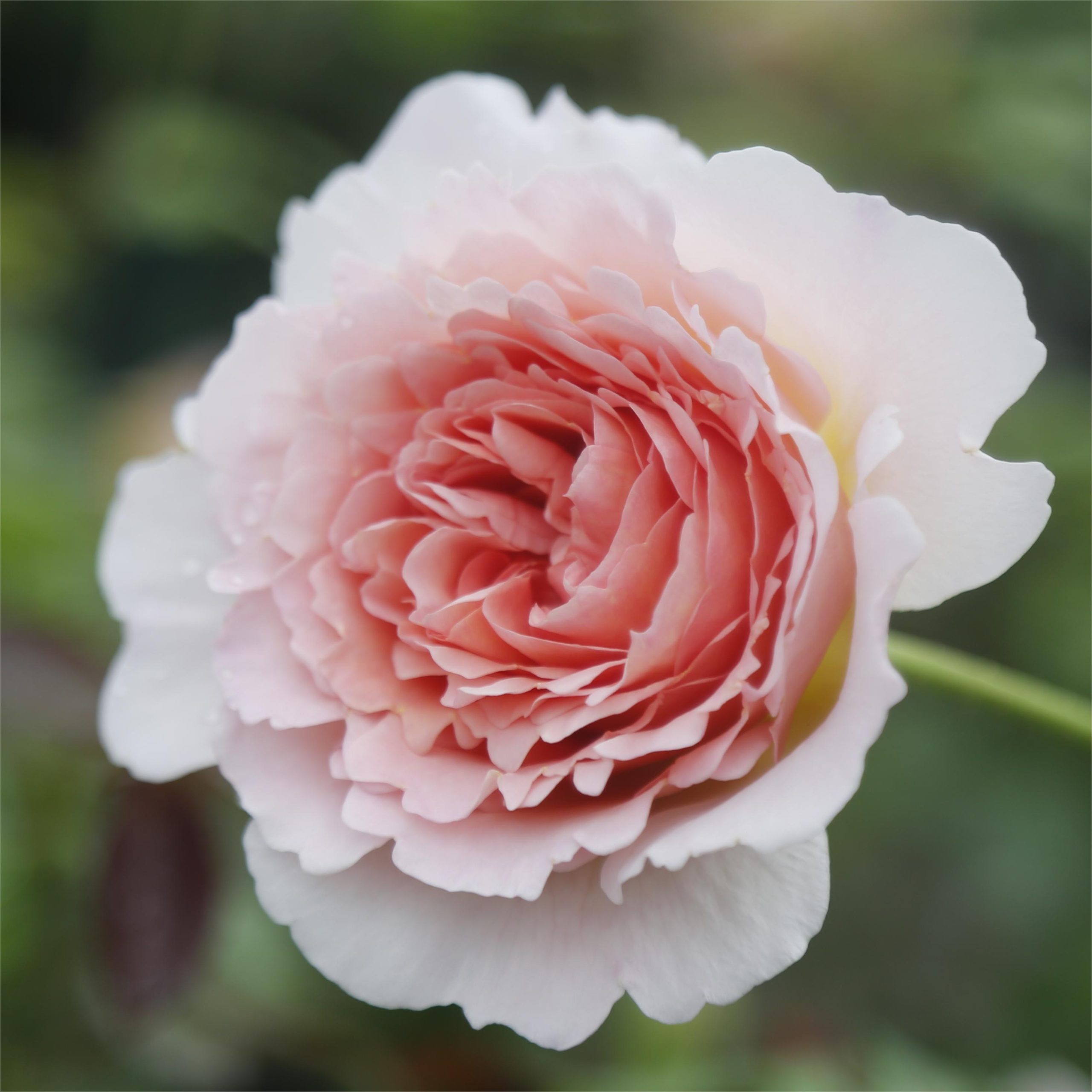 Rose Abraham Darby - CHINESE EXPORTER