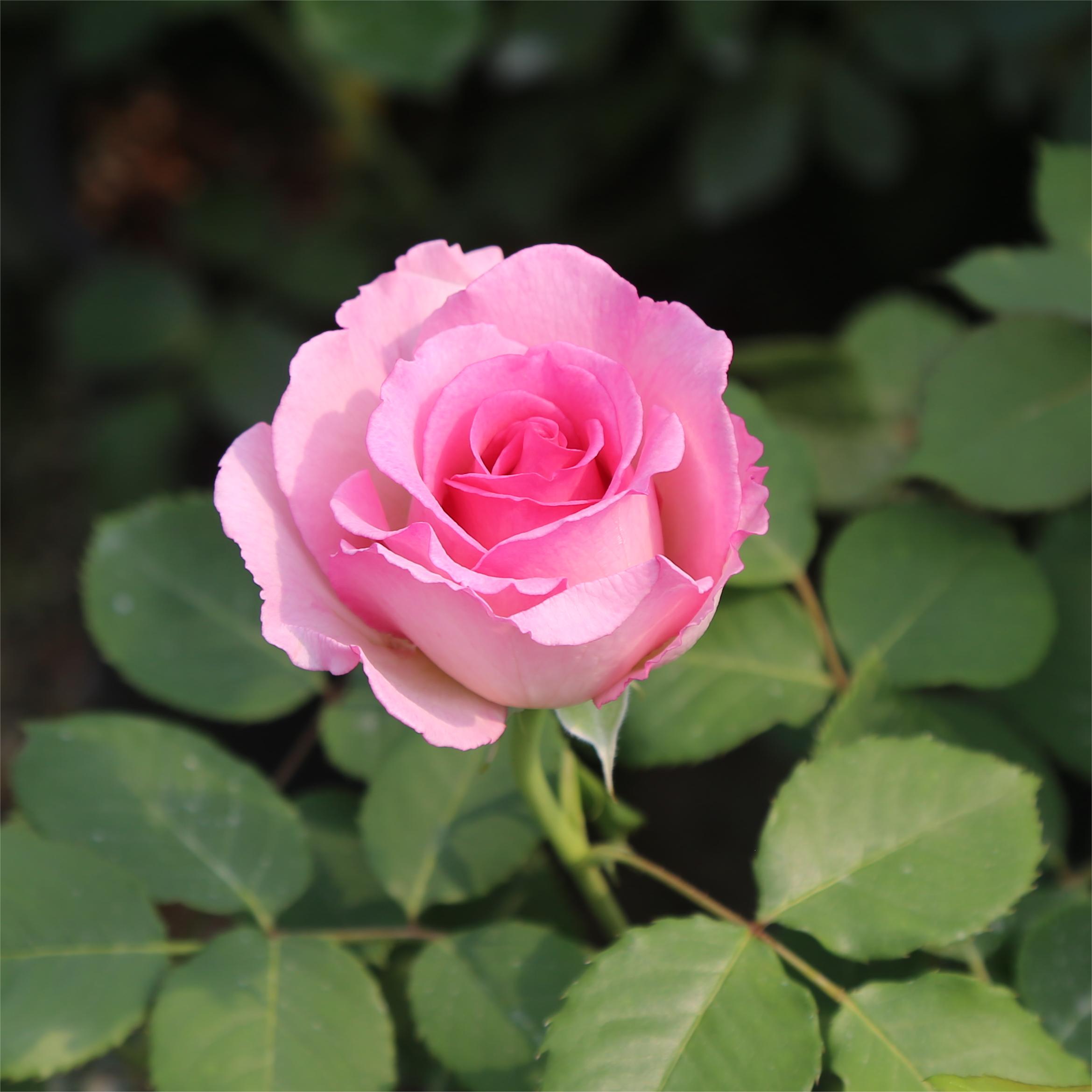 Rose Ines Sastre - CHINESE EXPORTER